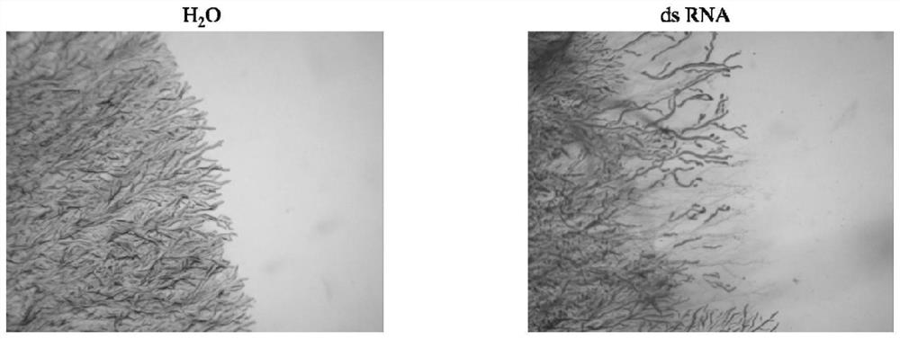 DsRNA for inhibiting rhizopus stolonifer and application of dsRNA