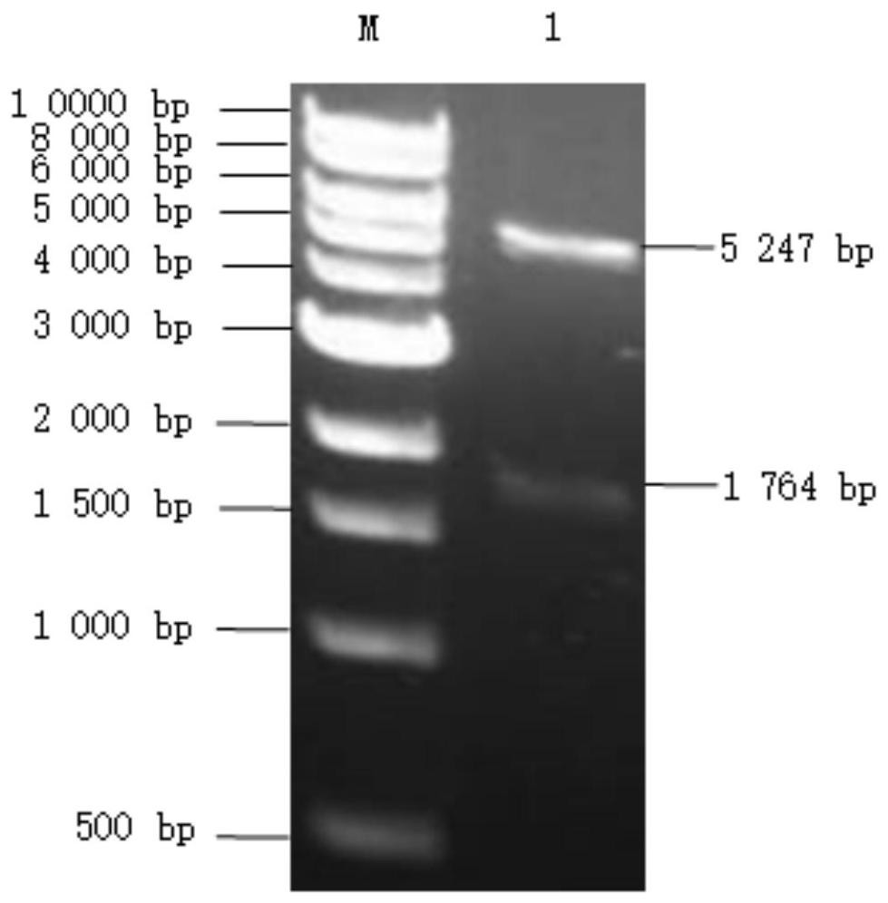 Preparation of self-assembled virus-like particle by using escherichia coli to express feline parvovirus VP2 protein