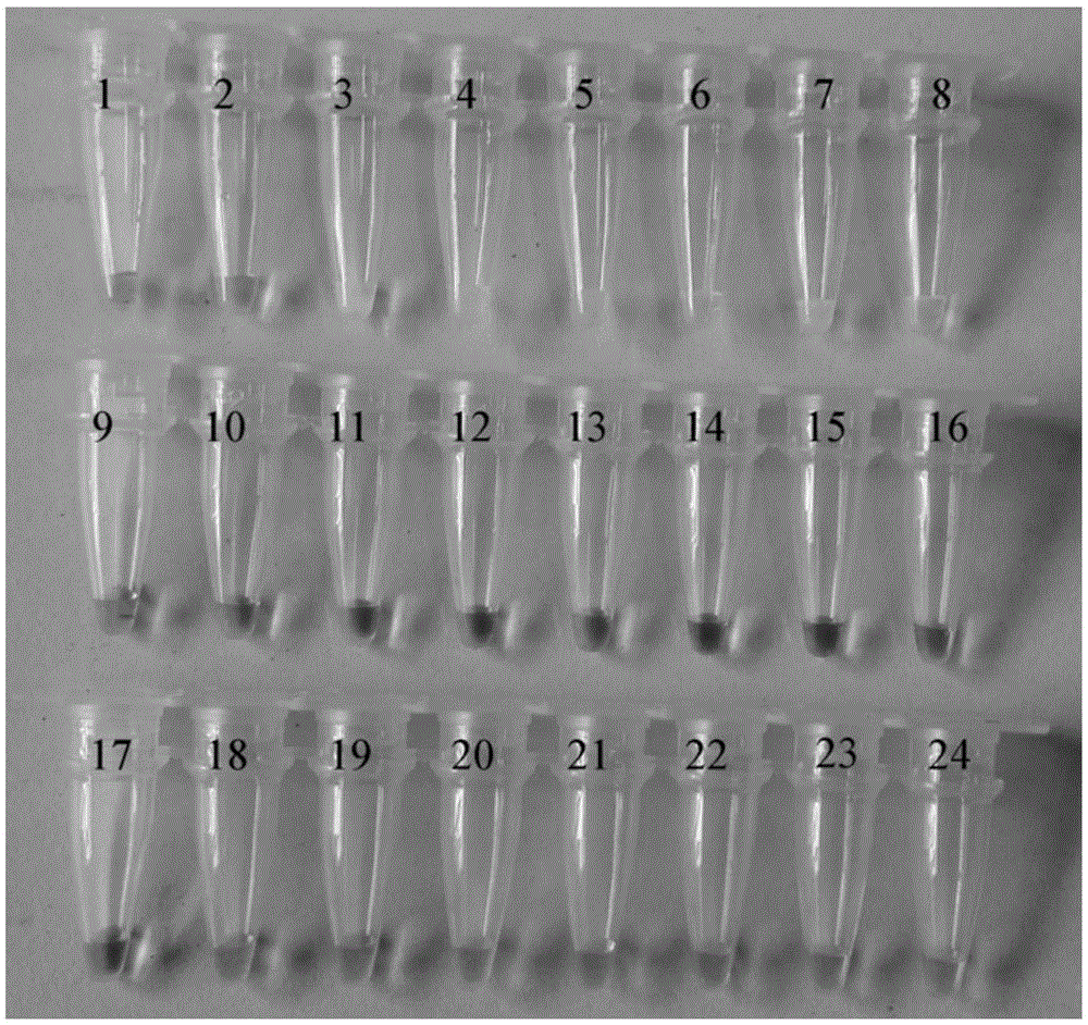 Loop-mediated isothermal amplification (LAMP) primers for rapidly detecting pratylenchus penetrans and application thereof