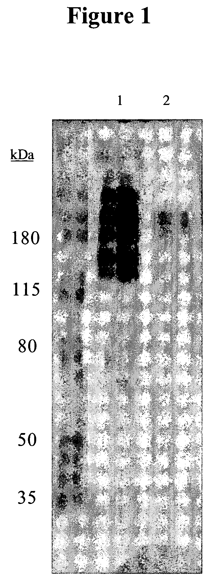 Cytotoxicity mediation of cells evidencing surface expression of MCSP