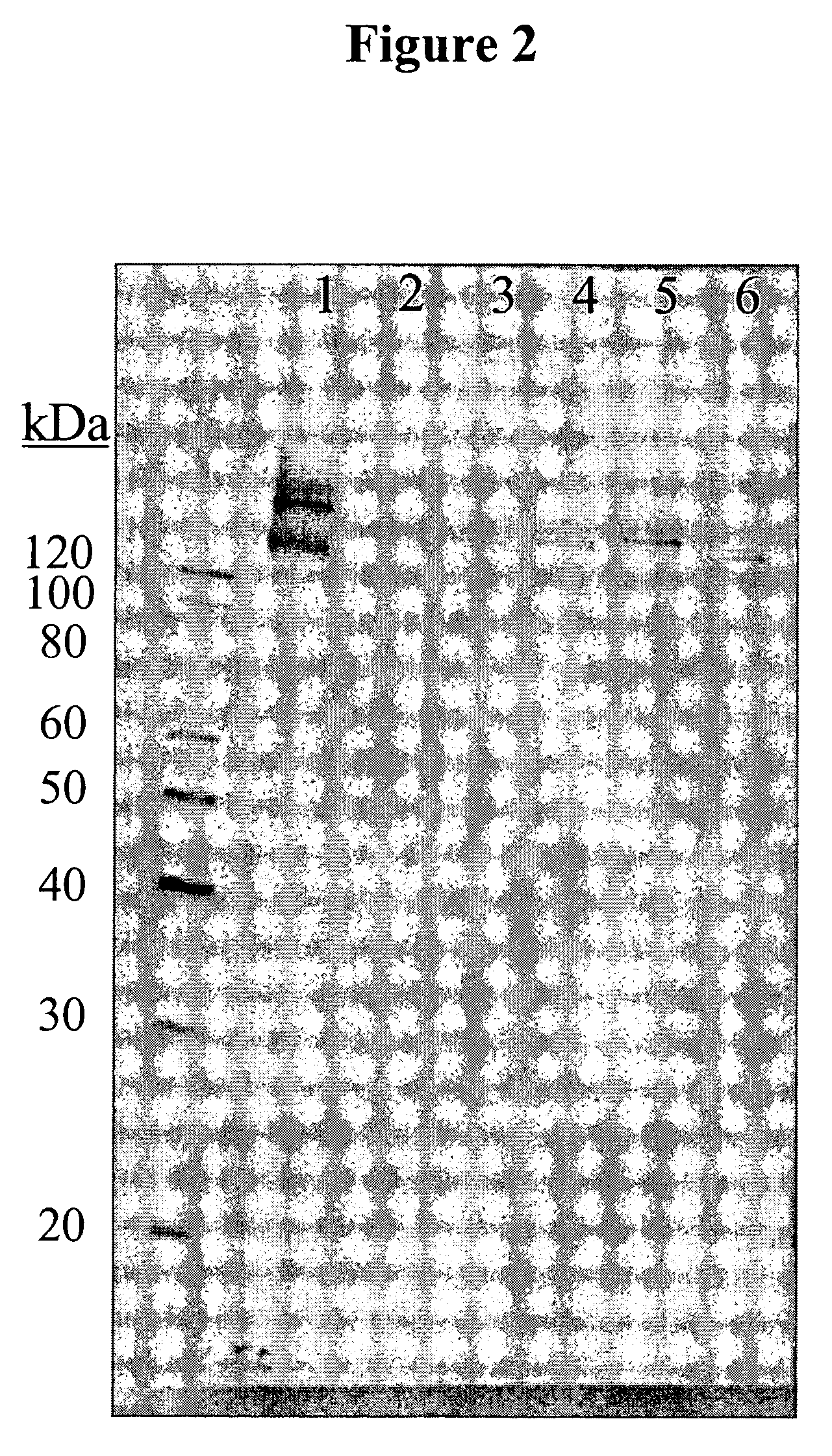 Cytotoxicity mediation of cells evidencing surface expression of MCSP