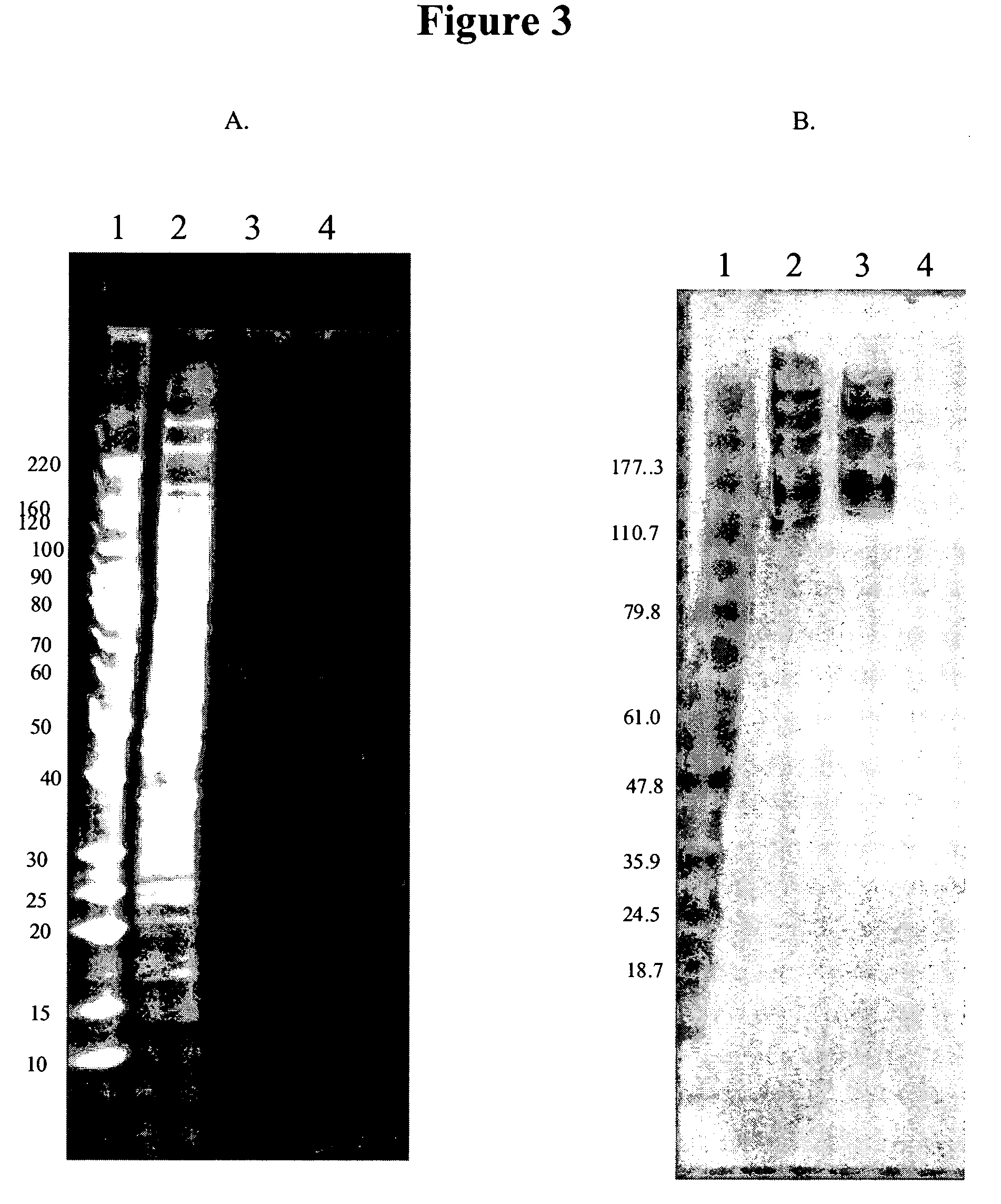 Cytotoxicity mediation of cells evidencing surface expression of MCSP