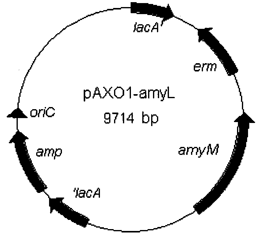 Engineering strain expressing acid-resistant high-temperature alpha-amylase gene mutants