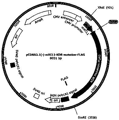 VEGFR2-targeting metastatic cancer vaccine