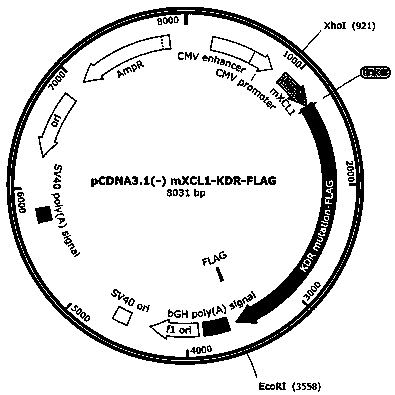 VEGFR2-targeting metastatic cancer vaccine