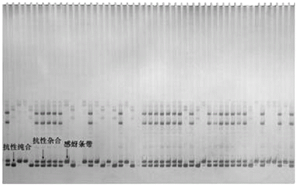 A group of InDel sites closely linked with mountain peach aphid resistance main-effect QTL qGPAR-3-1 and application thereof