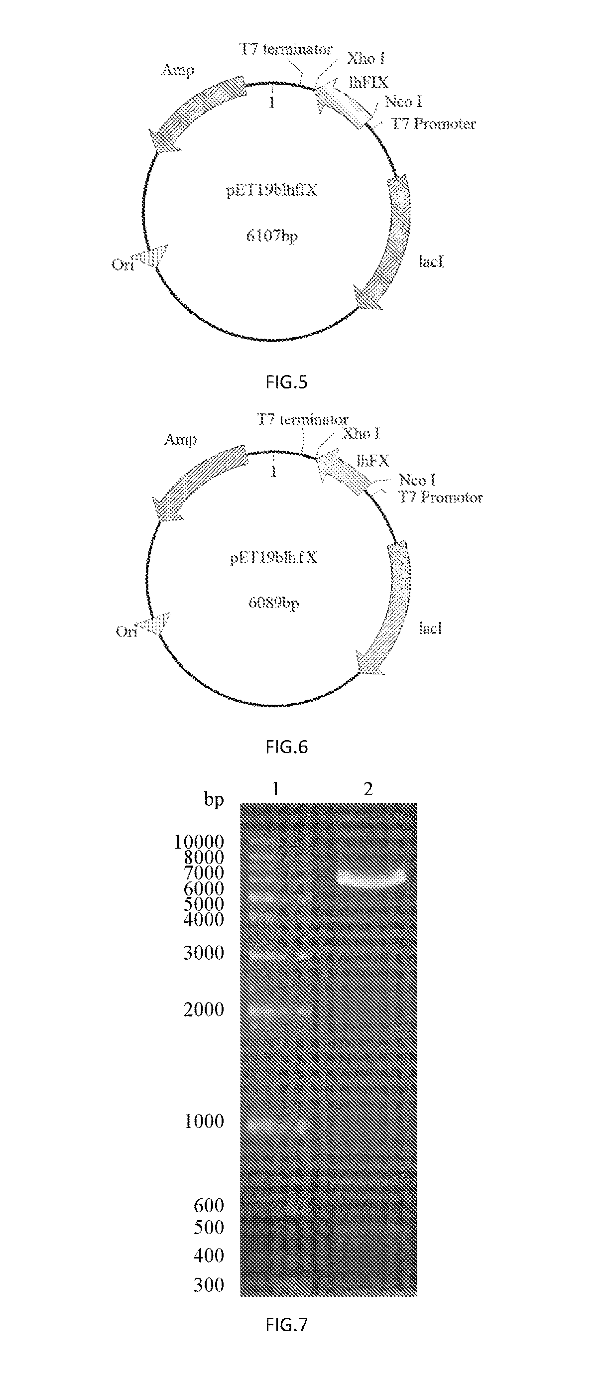 Human coagulation factor light chain protein and use of the same