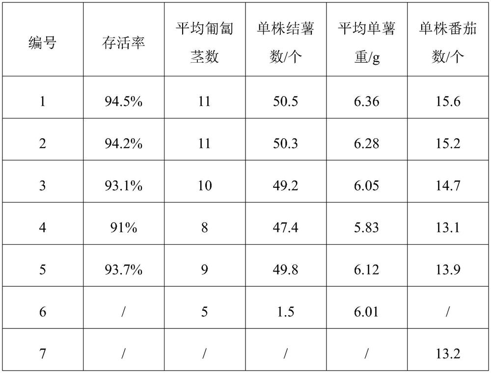 Aeroponic culture breeding method for grafting tomatoes on potatoes and potato and tomato seedlings bred by aeroponic culture breeding method