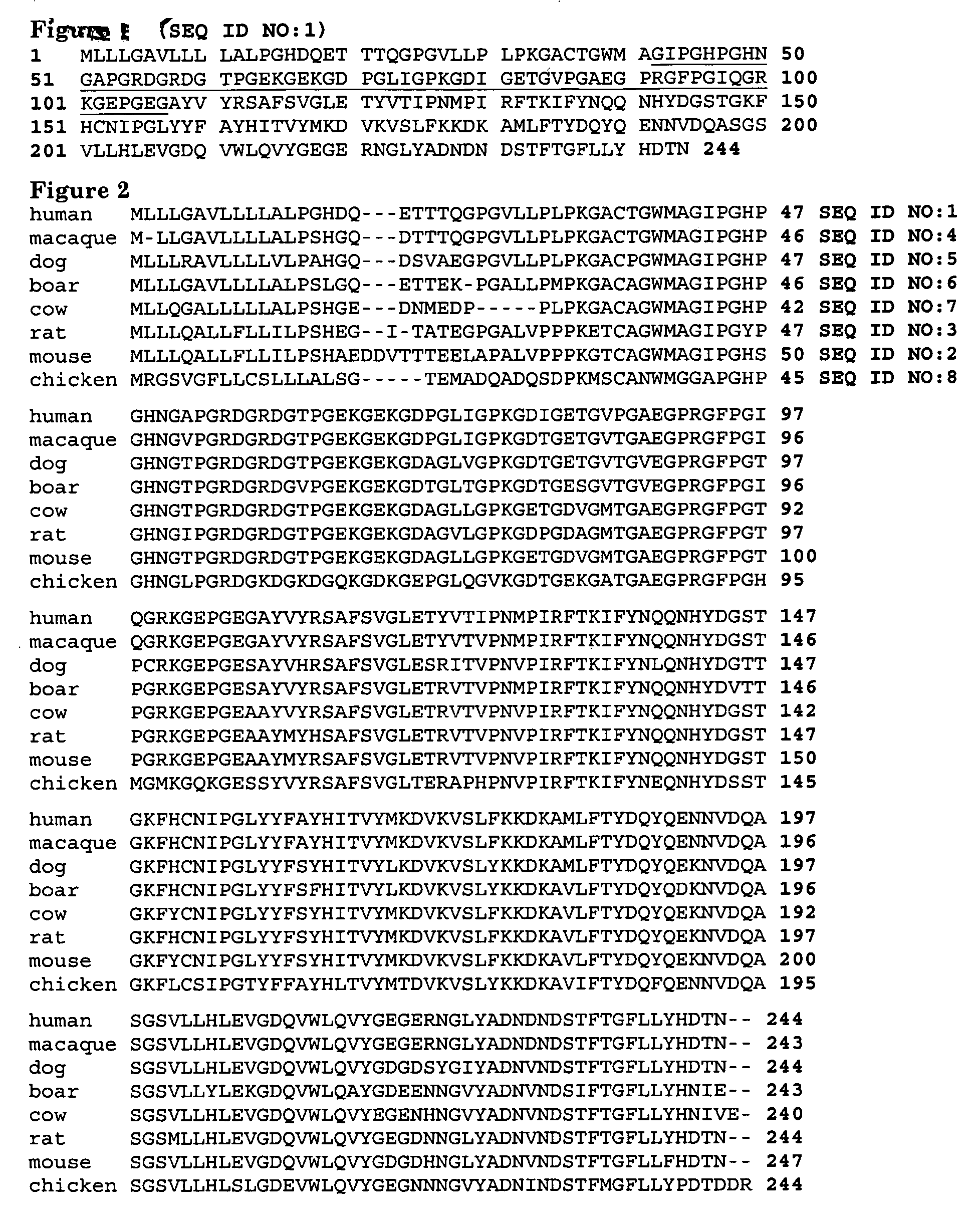 Globular Adiponectin Variants