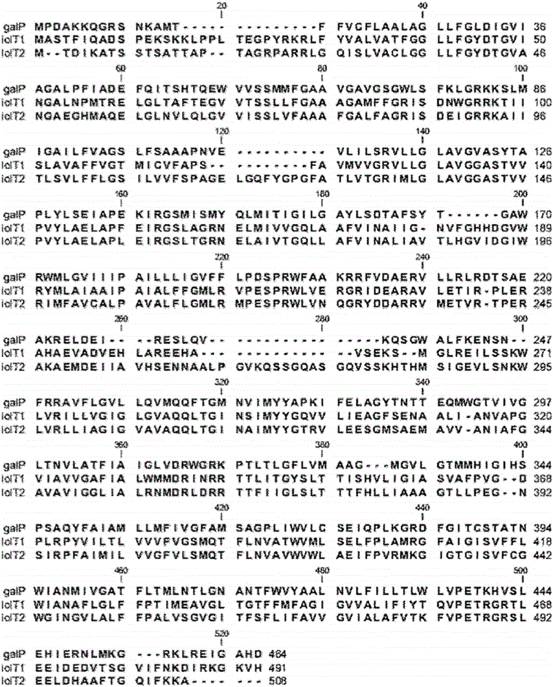 Recombinant microorganism of genus escherichia with l-threonine productivity, and method for producing l-threonine using same