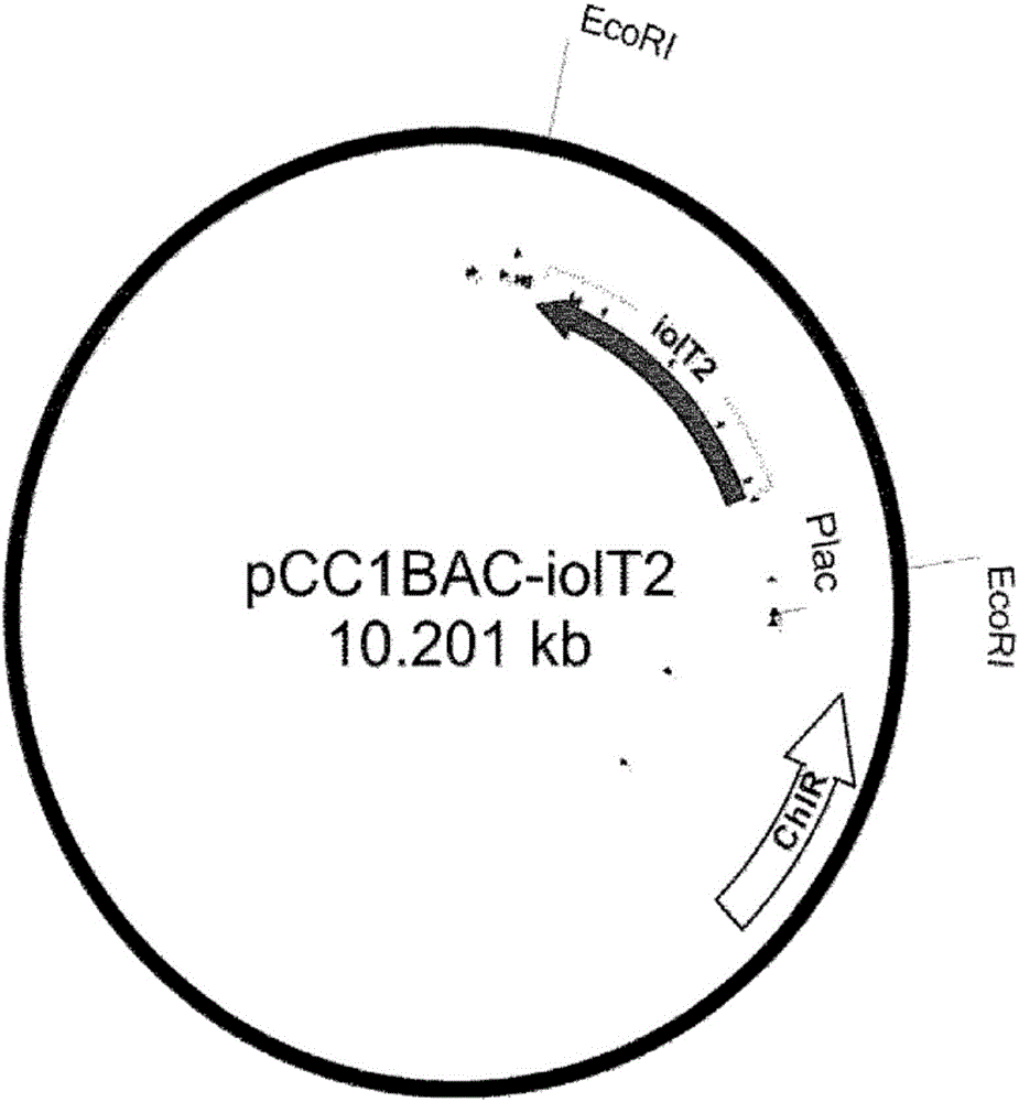 Recombinant microorganism of genus escherichia with l-threonine productivity, and method for producing l-threonine using same