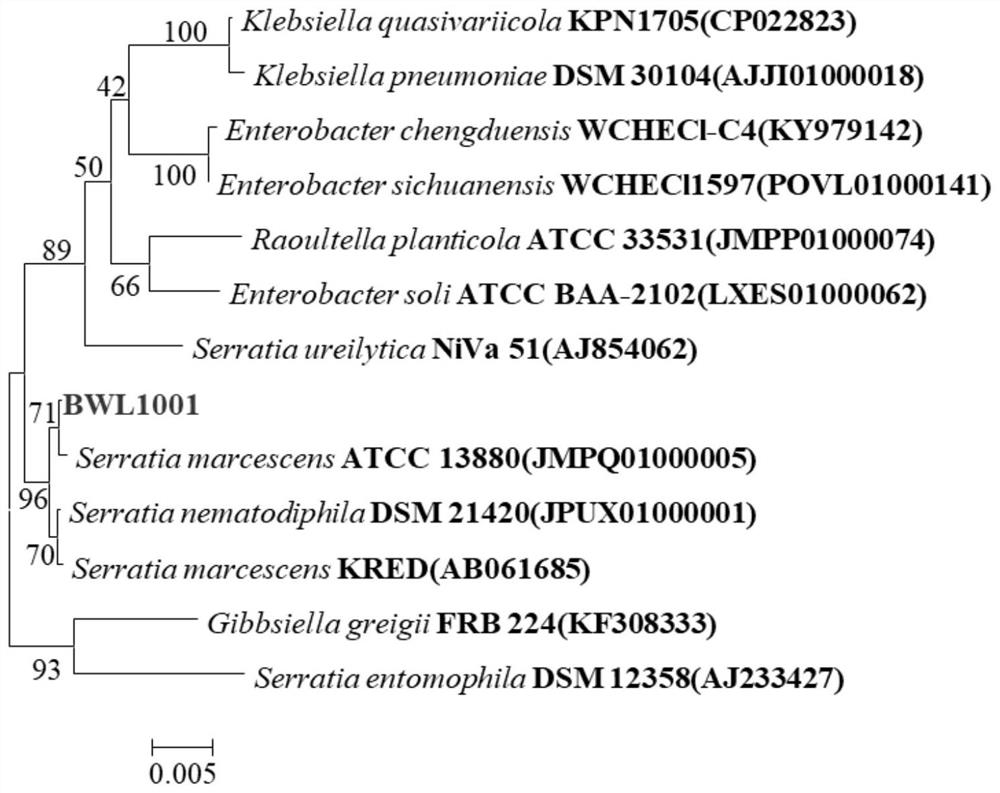 A prodigiosin-producing bacterium and its production method and application