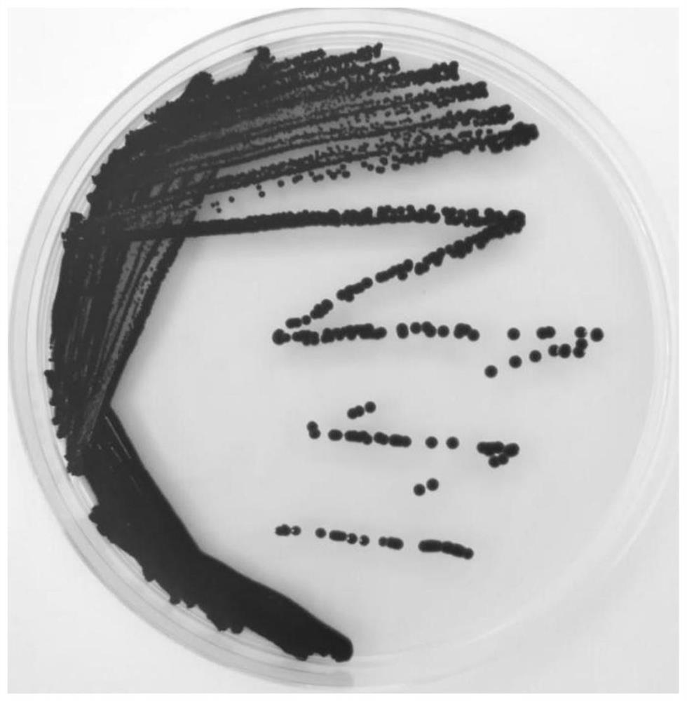 A prodigiosin-producing bacterium and its production method and application