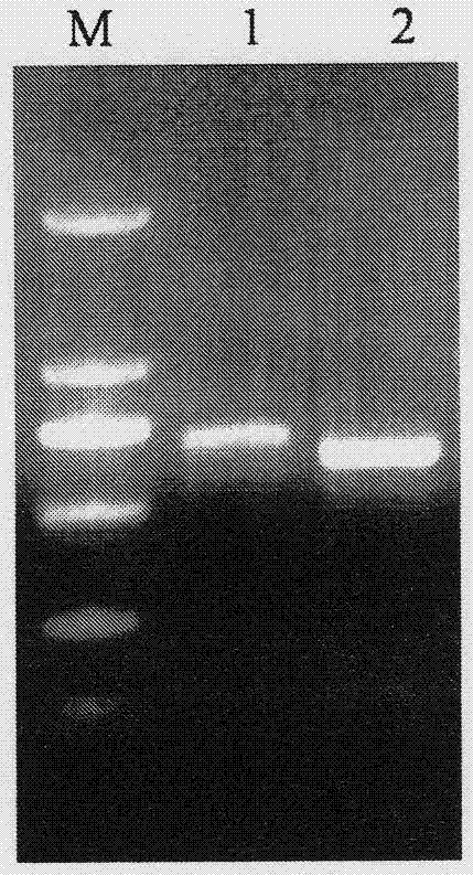 RNAi (RNA interference)-based transgenic novel watermelon material construction method