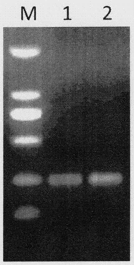 RNAi (RNA interference)-based transgenic novel watermelon material construction method