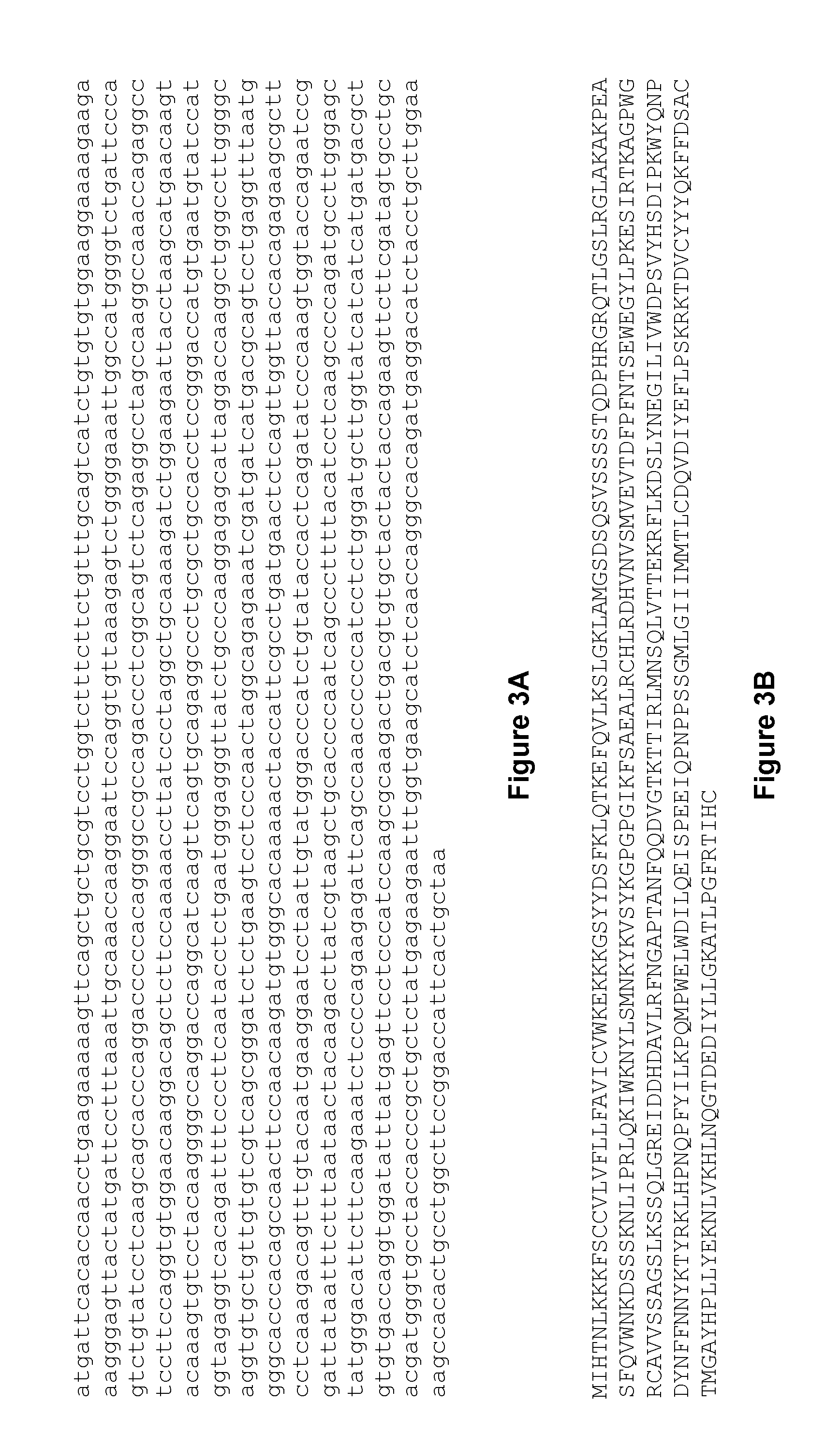 Method of production of sialylated antibodies