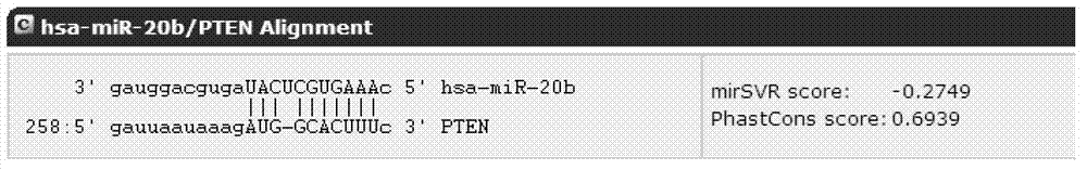 MicroRNA (micro ribonucleic acid) for regulating gene expression of PTEN (phosphatase and tensin homolog)