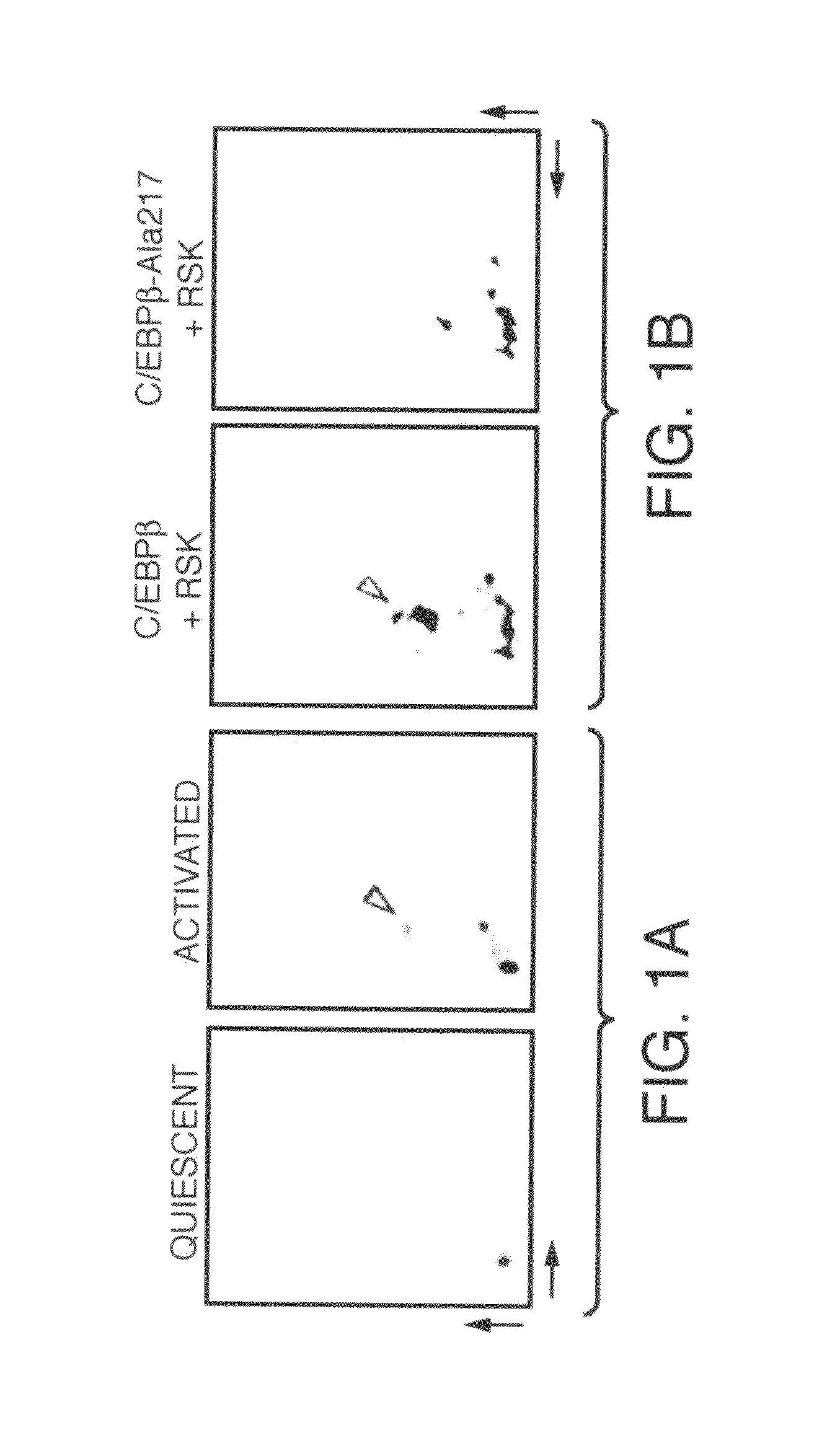 Treatment Of Disease By Inducing Cell Apoptosis