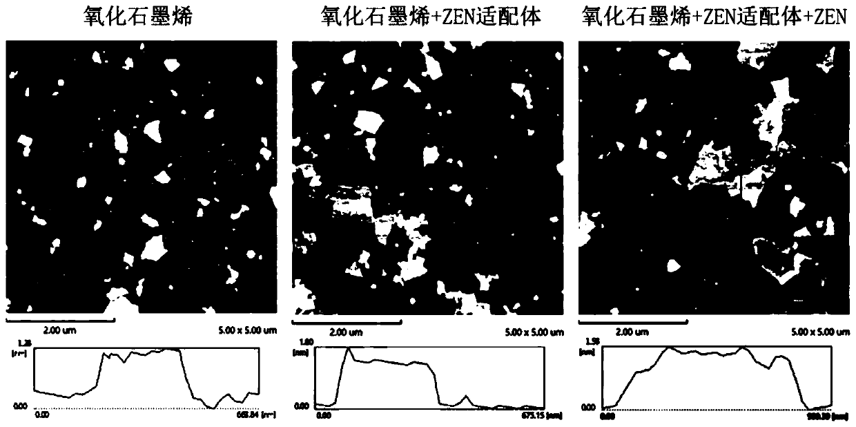 Biosensor for detecting zearalenone and preparation method thereof, and method for detecting zearalenone by using same