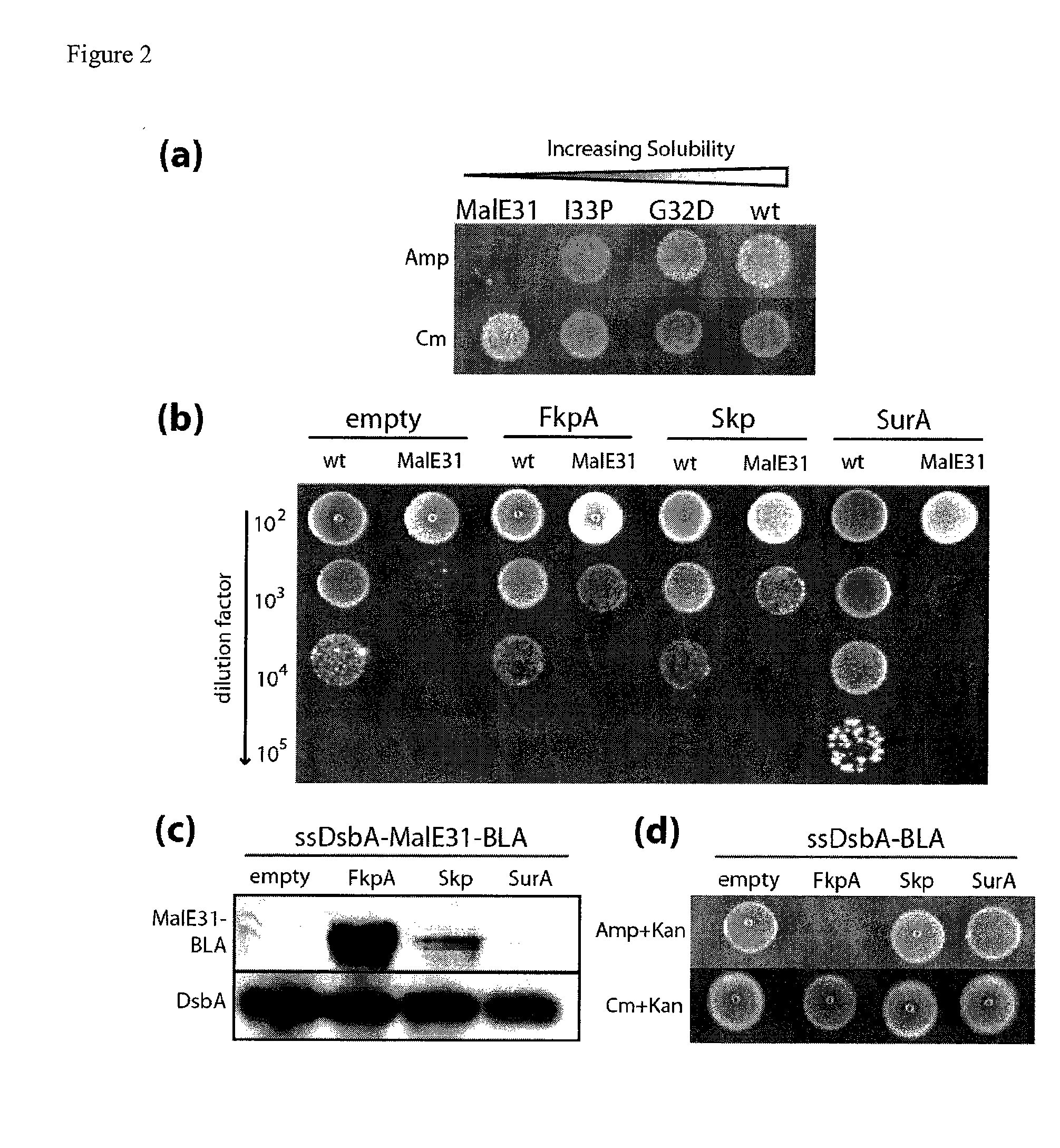 Genetic selection for protein folding and solubility in the bacterial periplasm