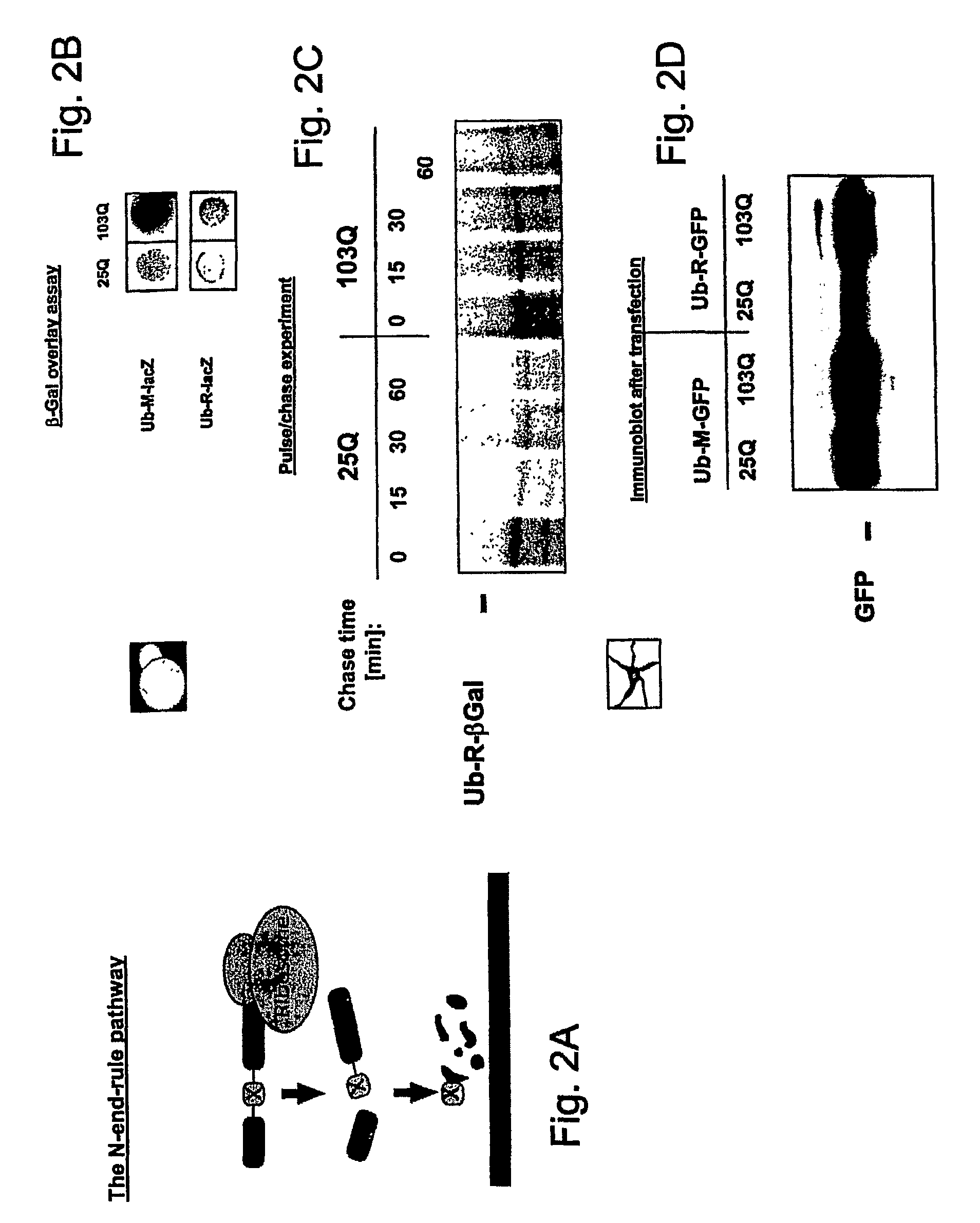 Compositions and methods for treatment of protein misfolding diseases