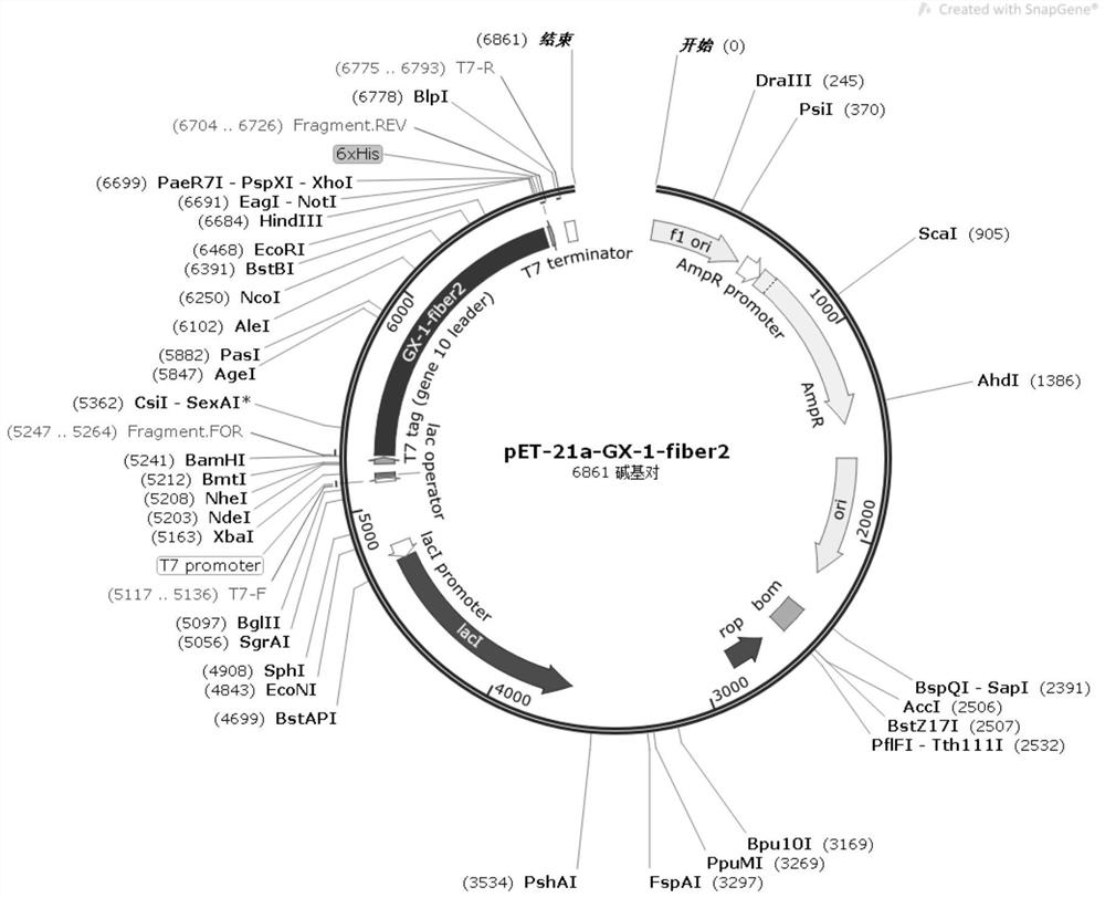 Method for efficiently expressing fowl adenovirus Fiber-2 protein in escherichia coli