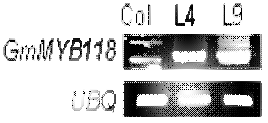 Protein GmMYB118 related to fatty acid synthesis, coding gene and application thereof