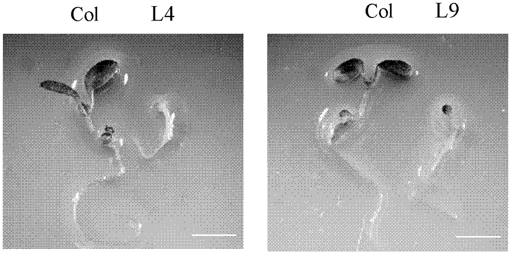 Protein GmMYB118 related to fatty acid synthesis, coding gene and application thereof