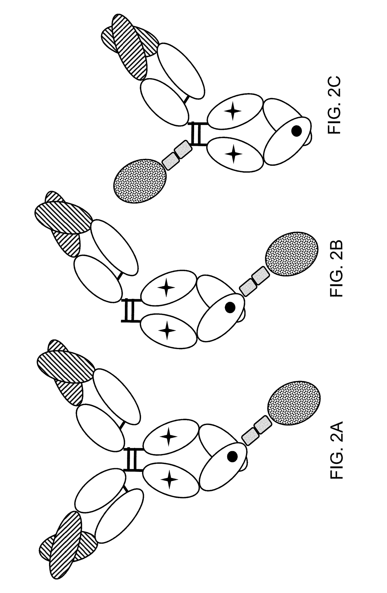 Immunoconjugates