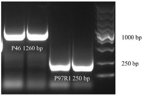 Application of recombinant bacillus subtilis in preventing or treating mycoplasma hyopneumoniae infection