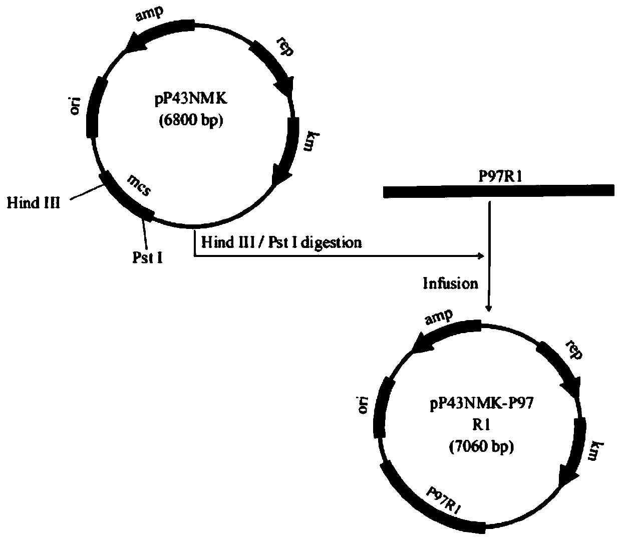 Application of recombinant bacillus subtilis in preventing or treating mycoplasma hyopneumoniae infection