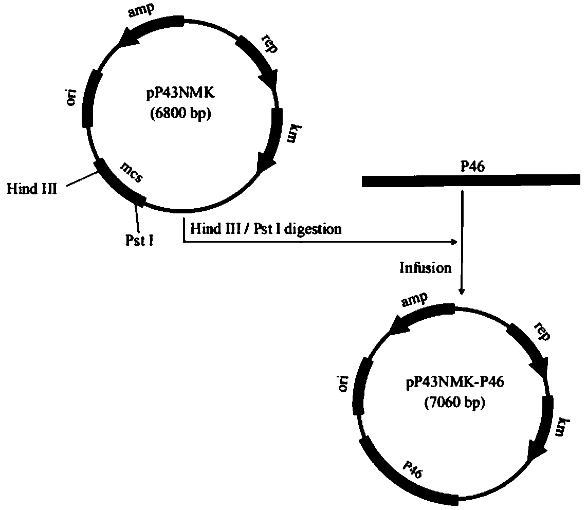 Application of recombinant bacillus subtilis in preventing or treating mycoplasma hyopneumoniae infection