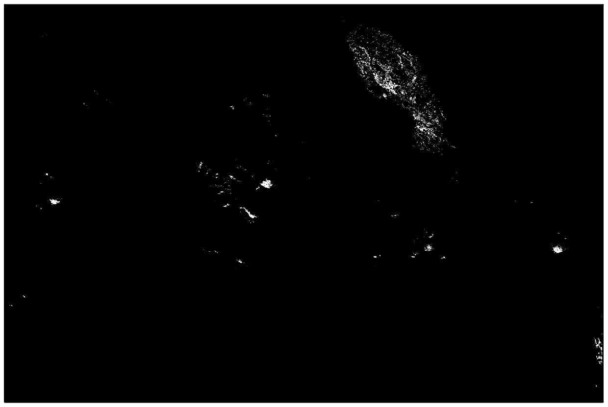 A method and system for identifying pegmatite-type rare metal deposits