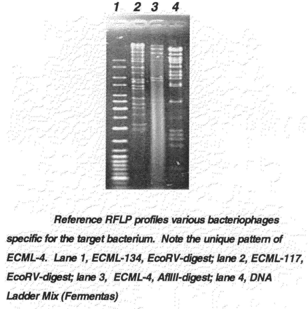 Novel E. coli 0157:H7 bacteriophage and uses thereof