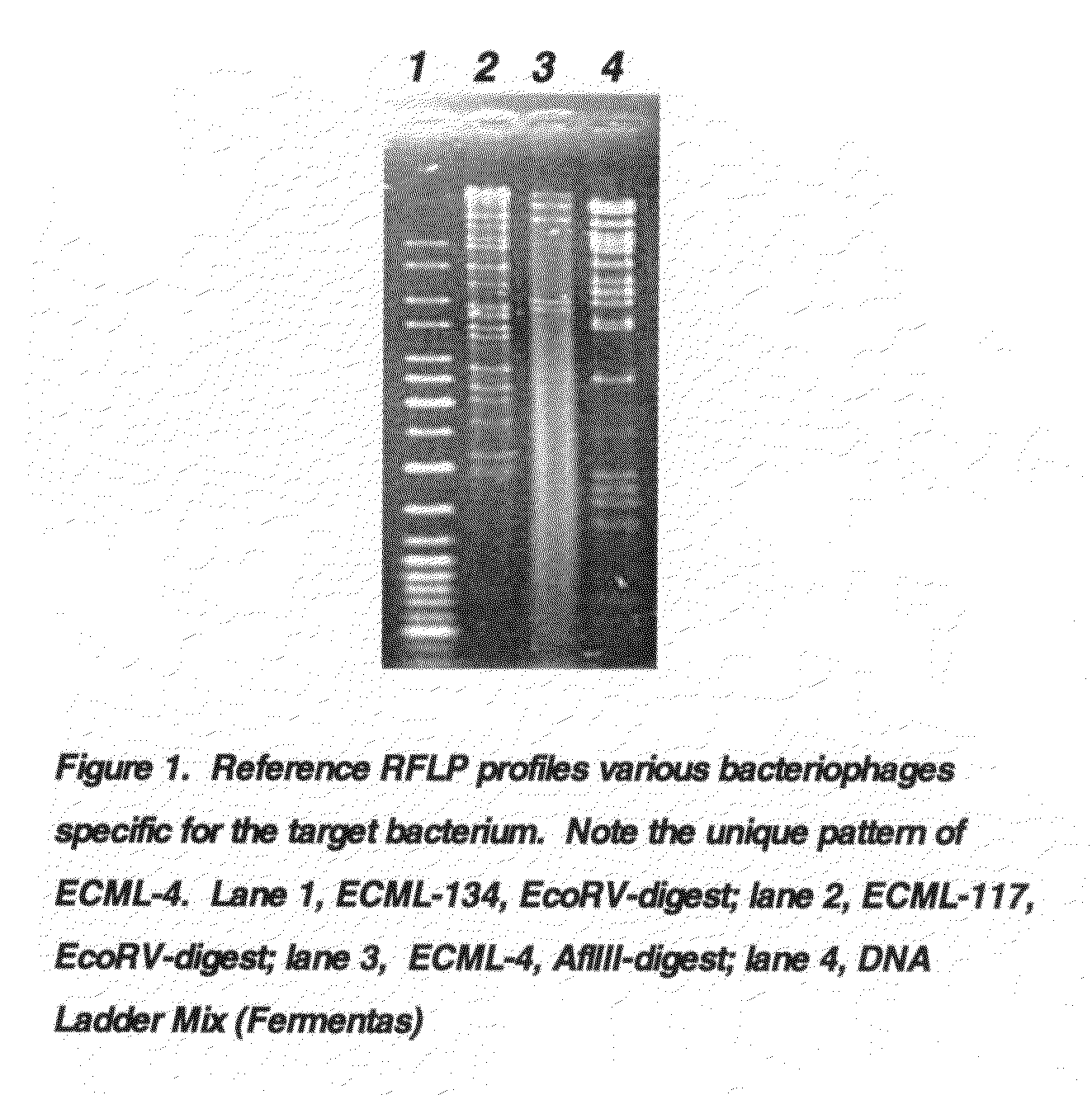 Novel E. coli 0157:H7 bacteriophage and uses thereof