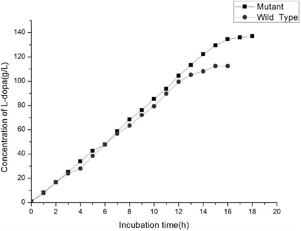 Tyrosine phenol-lyase (TPL) mutant of fusobacterium nucleatum, gene, carrier, engineered bacteria strain, and applications of TPL mutant of fusobacterium nucleatum