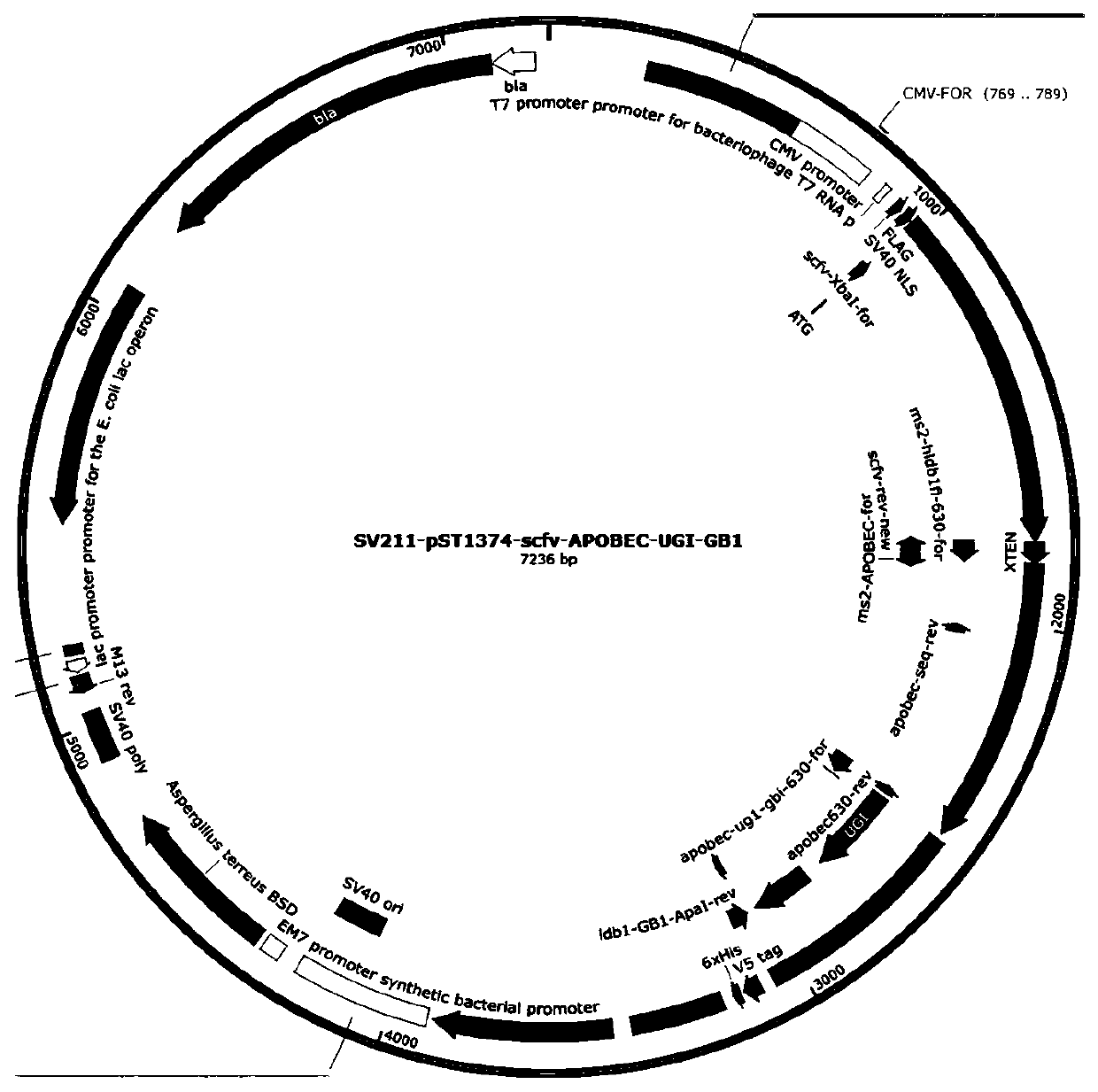 Universal-type CAR-T cell based on base editing and preparation method and application thereof