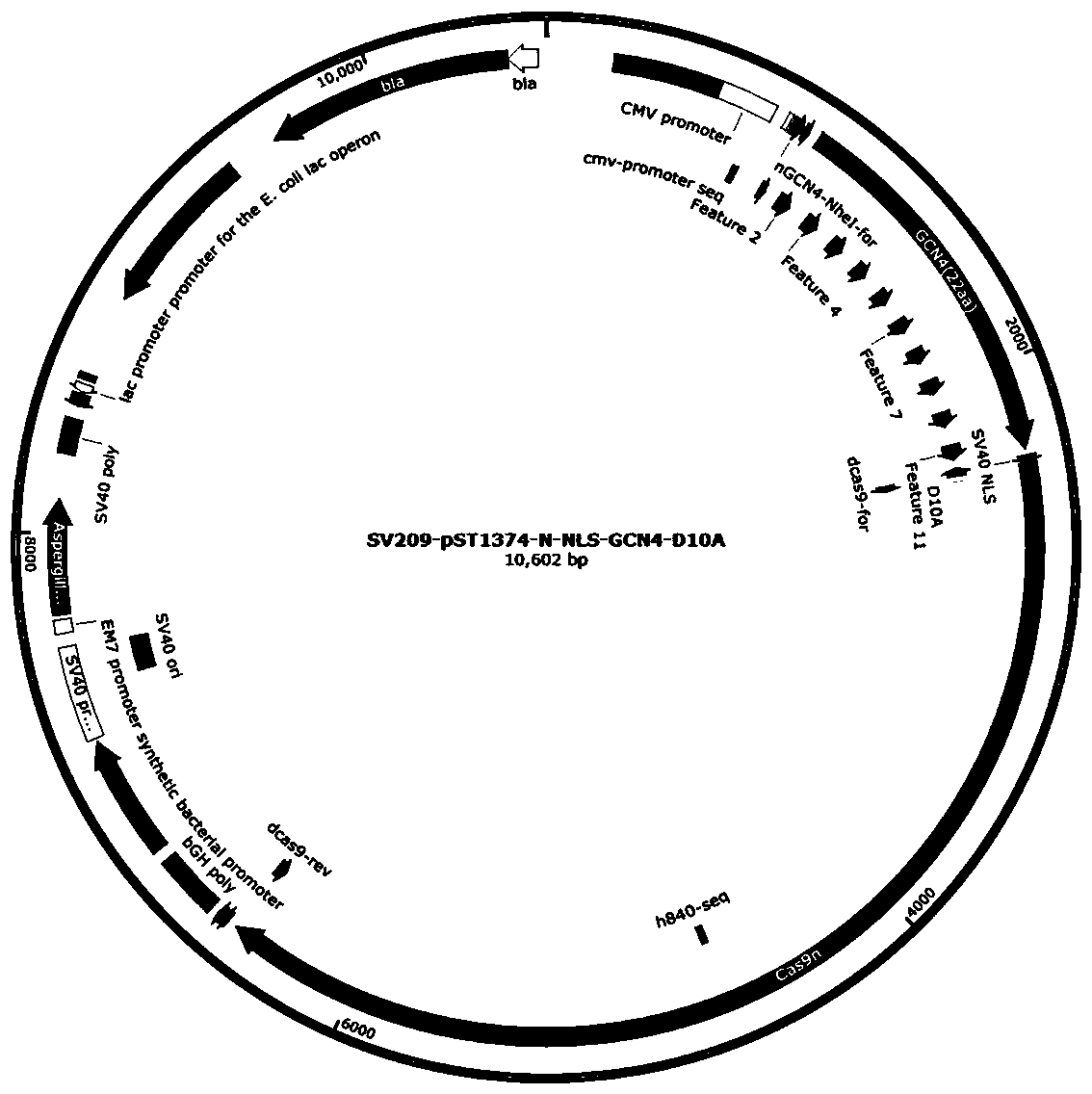 Universal-type CAR-T cell based on base editing and preparation method and application thereof