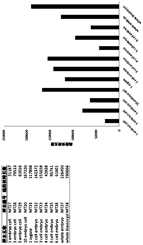 Method for detecting single cell mitochondrial copy number