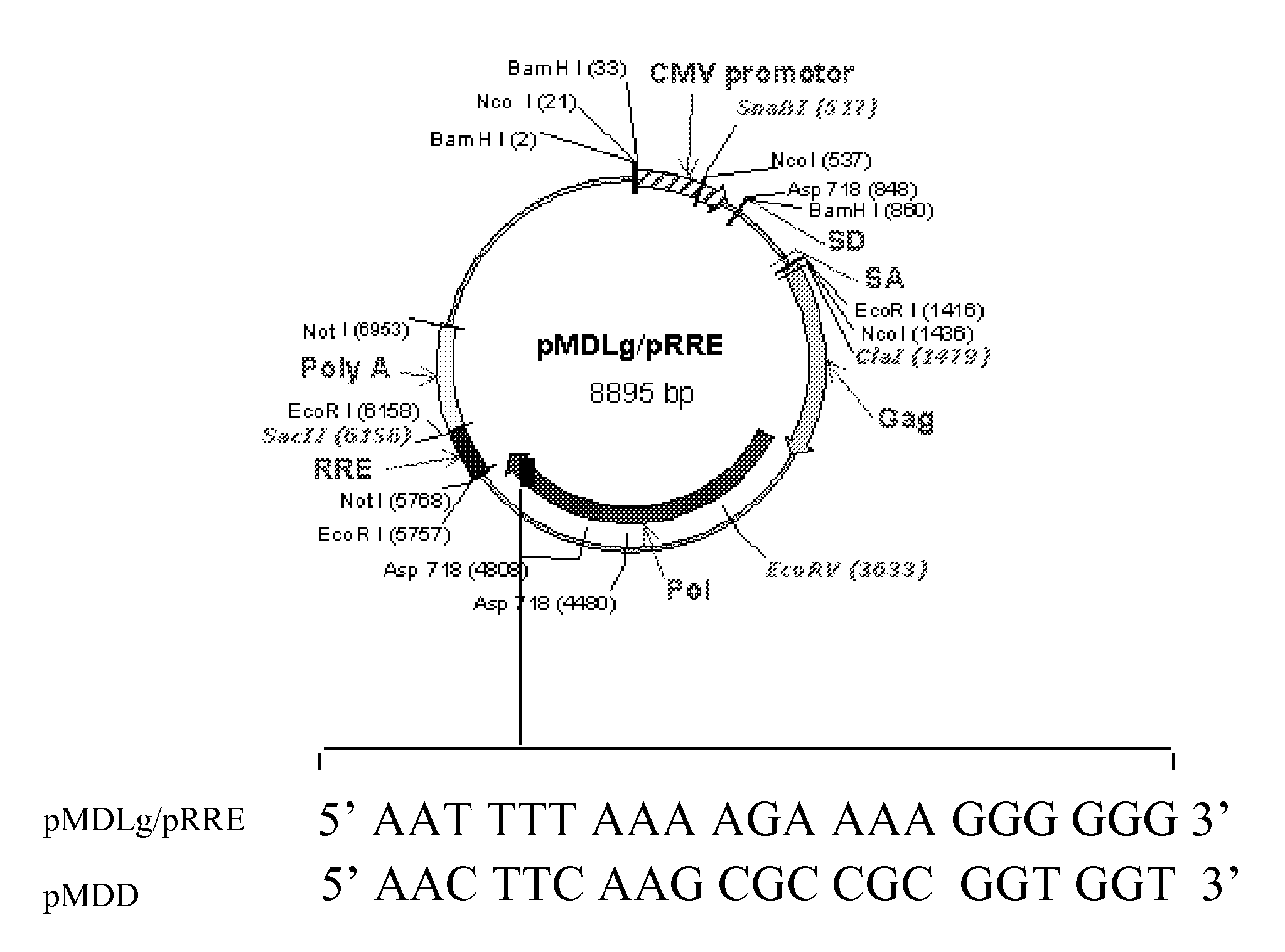 Methods and compositions relating to improved lentiviral vector production systems