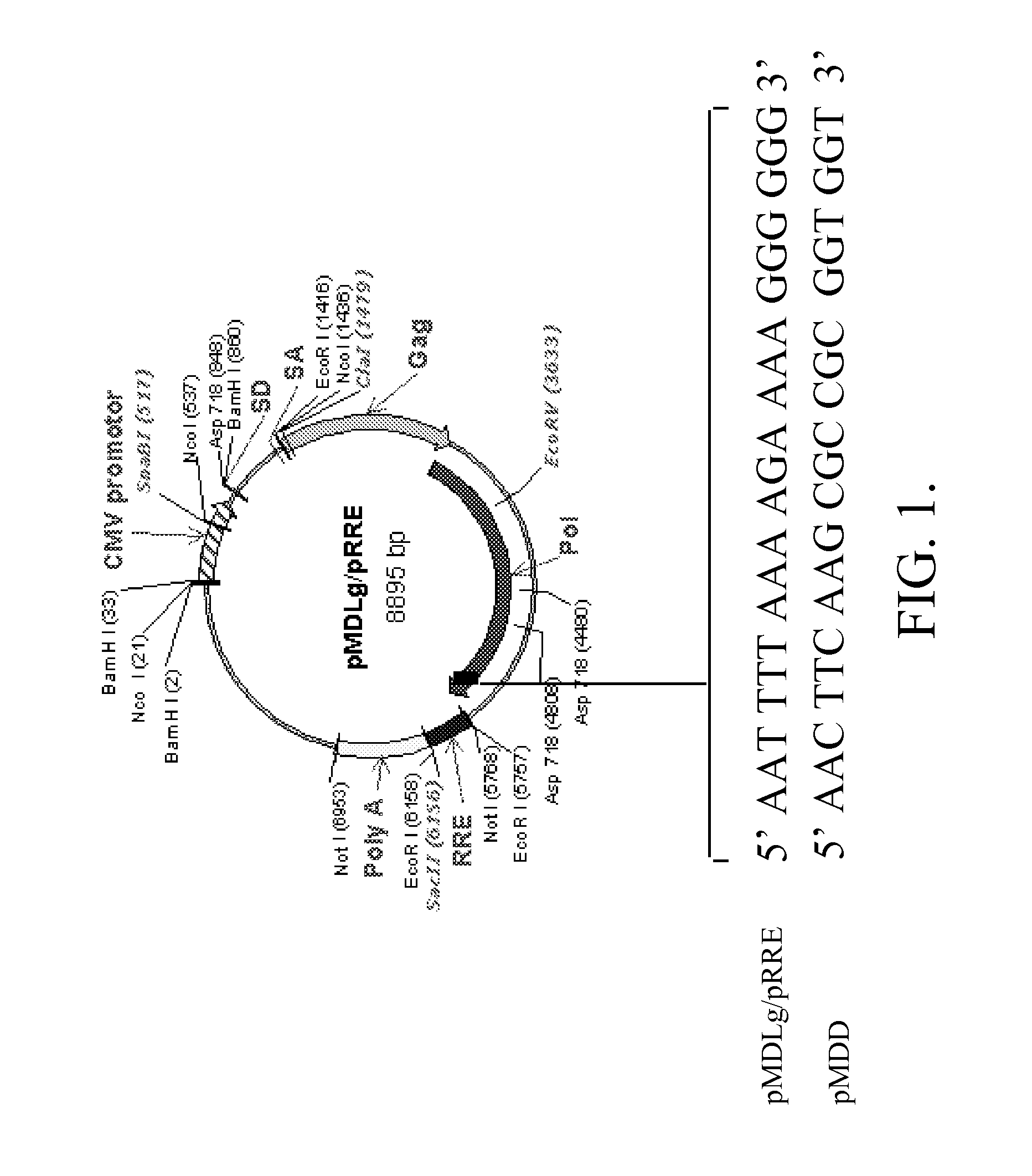 Methods and compositions relating to improved lentiviral vector production systems