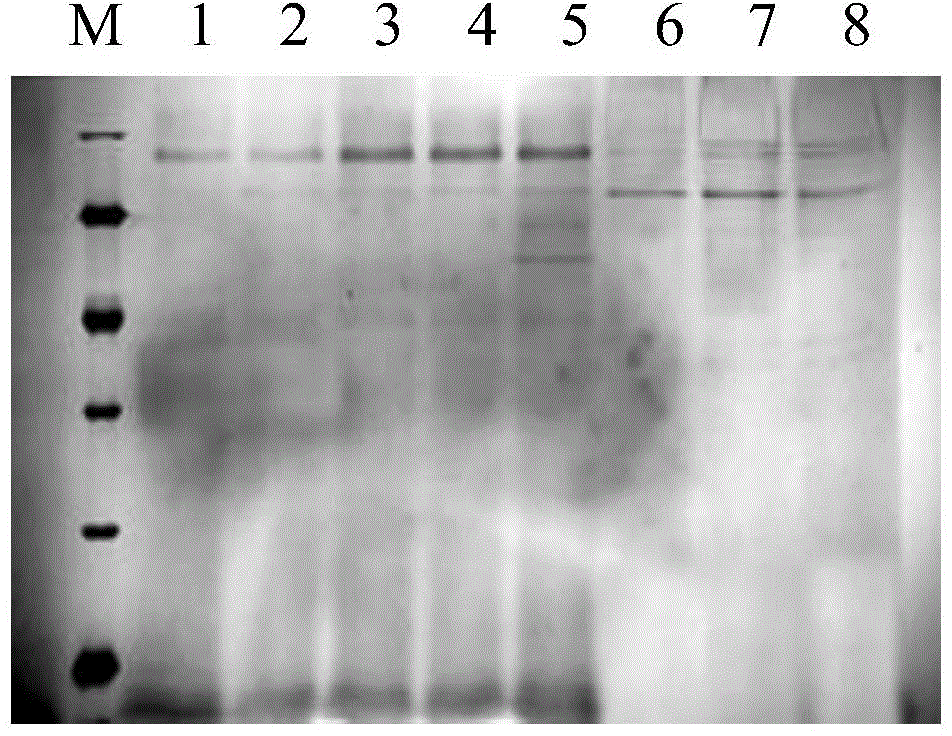 Gene for coding alanine isomerase and application of gene