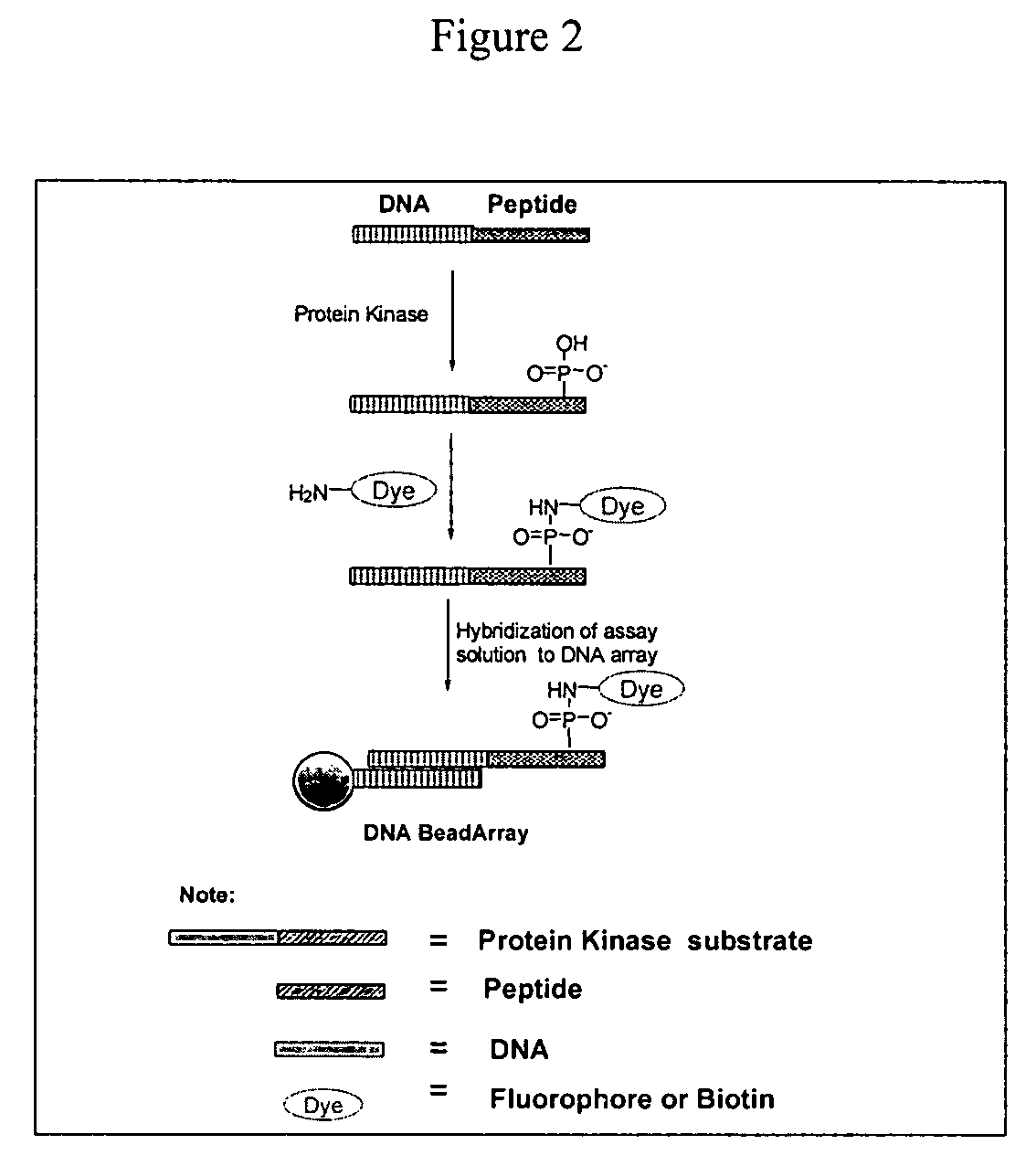 Compositions and methods for detecting phosphomonoester