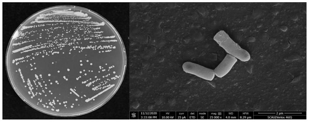 Application of a kind of Rhodococcus rhodochrous and its preparation in the remediation of pyrethroid pesticide pollution