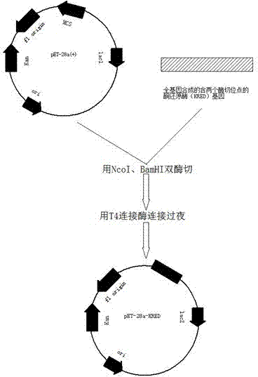 Method for biologically preparing (S)-4-chloro-3-hydroxy butyric acid ethyl ester with recombinant escherichia coli expressed ketoreductase