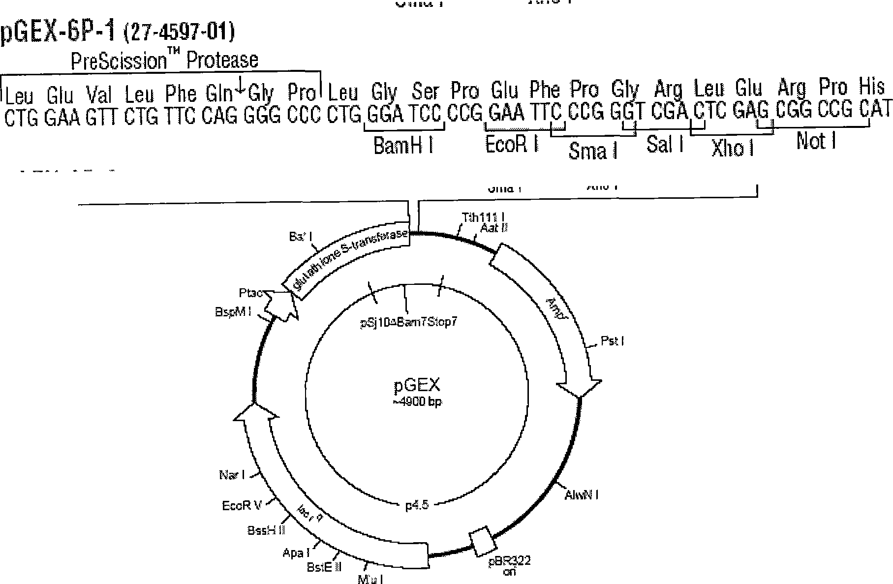 Gene order relating to cordycepin biological synthesis