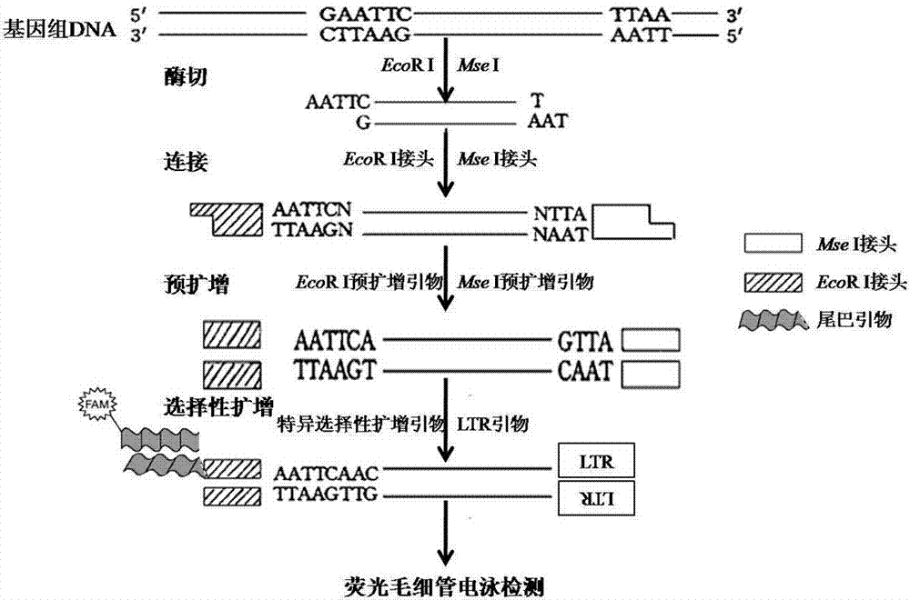 Peach SSAP (Source Service Access Point) molecular marker primer combination, molecular marker combination and application of molecular marker combination in analysis on genetic diversity of peach varieties