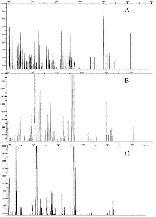 Peach SSAP (Source Service Access Point) molecular marker primer combination, molecular marker combination and application of molecular marker combination in analysis on genetic diversity of peach varieties