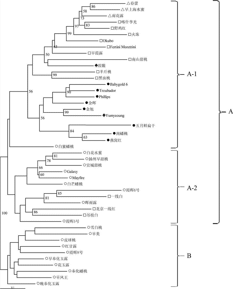 Peach SSAP (Source Service Access Point) molecular marker primer combination, molecular marker combination and application of molecular marker combination in analysis on genetic diversity of peach varieties