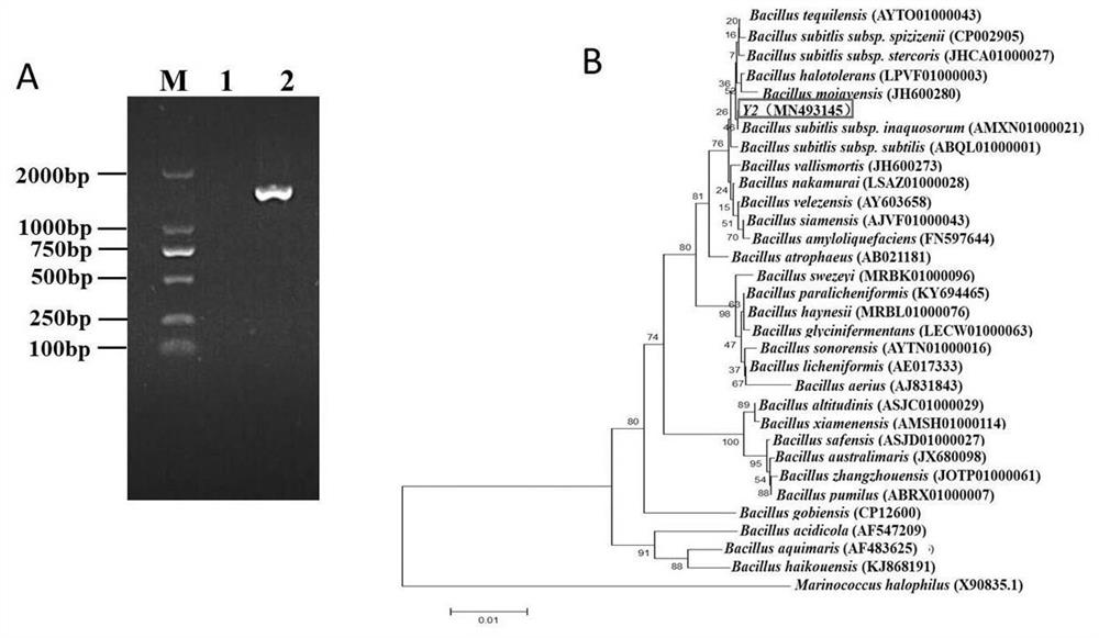 Bacillus subtilis Y2 strain and preparation method for preparing antagonistic Korla pear blackhead disease inhibitor by using bacillus subtilis Y2 strain